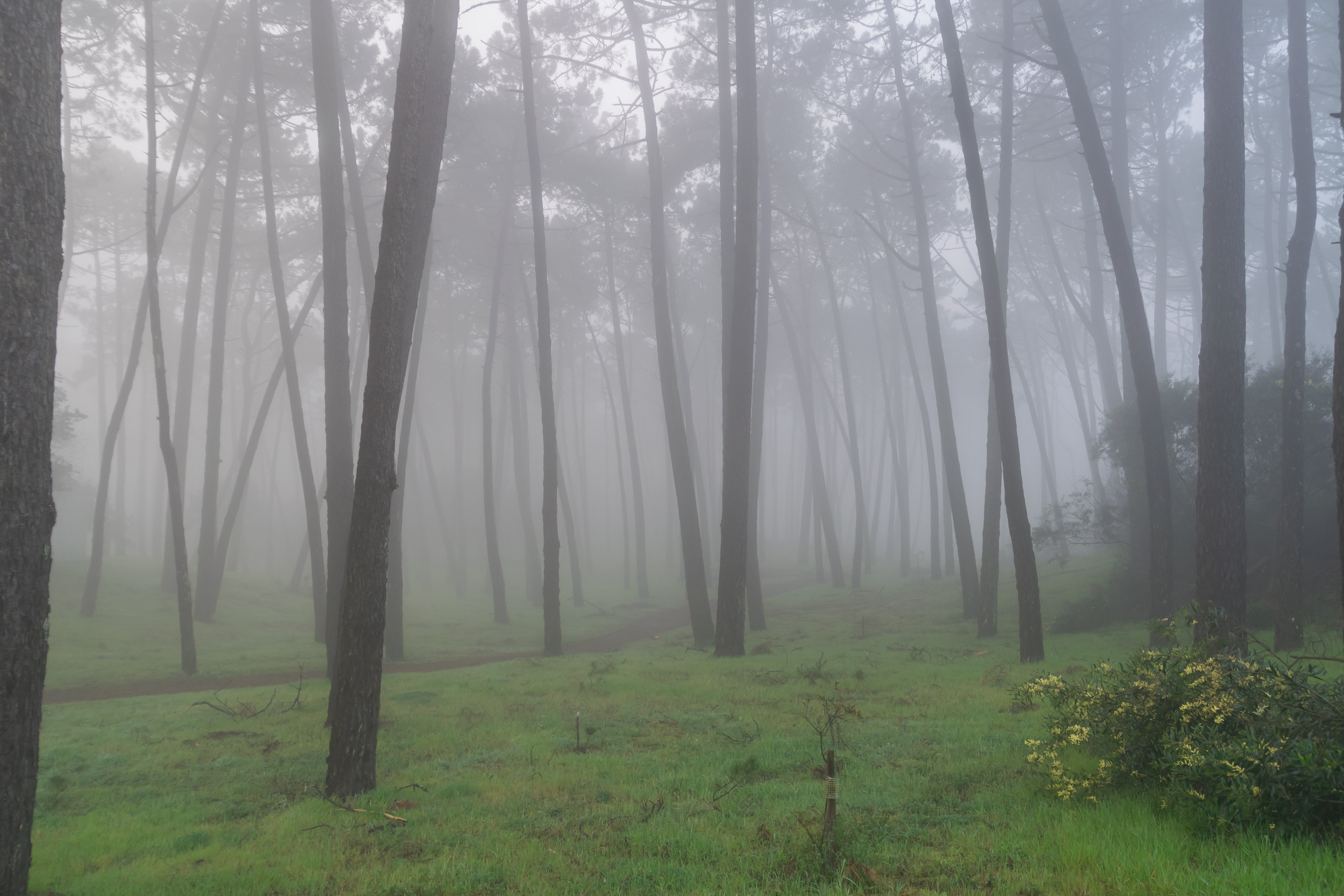 Pinhal do Camarido